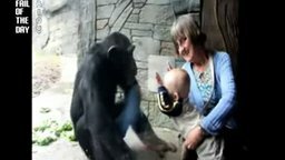 Смотреть Шимпанзе атакует