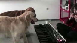 Собаки играют собачий вальс