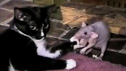 Смотреть Кошка против крысы