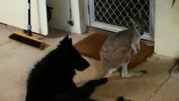 Смотреть Собака против кенгуру