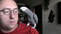 Смотреть Беседа с попугаем по-мужски
