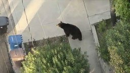 Медведь гуляет по улицам
