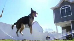 Смотреть Прыгучий игривый пёс