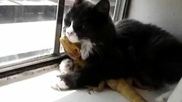 Смотреть Кошке нравится ящерица