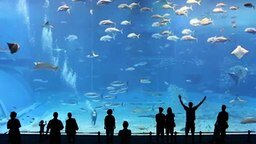 Гигантский аквариум