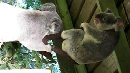 Смотреть Схватка двух коал