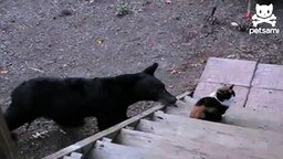 Смотреть Бесстрашная кошка и медвежонок
