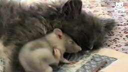 Бесстрашная мышка возле кошки