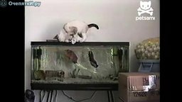 Смотреть Рыба охотится на кошку