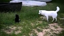 Смотреть Белый пёс против чёрного скунса
