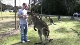 Смотреть Верный друг кенгуру