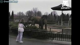 Смотреть Поиграла со слоном