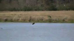 Смотреть Орёл умеет плавать!