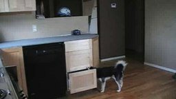 Смотреть Пёс и кухонные ящики
