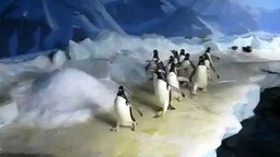 Смотреть Толпа пингвинов и лазер