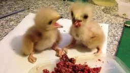 Смотреть Обед забавных птенцов