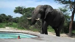 Смотреть Слон и бассейн
