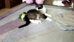 Смотреть Птичка против кошки