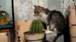 Смотреть Кот пытается съесть кактус