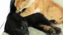 Смотреть Тайский массаж кота для собаки