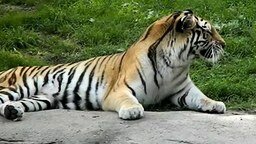 Смотреть Мощный тигриный чих