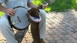 Смотреть Такса играет на банджо