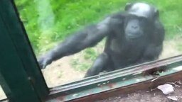 Сообразительная шимпанзе - смотреть видео (0:48)