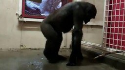 Смотреть Шимпанзе в танце