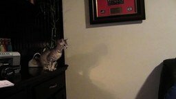 Смотреть Неудачный прыжок котёнка