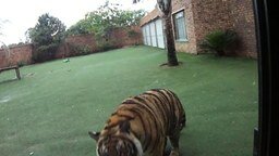 Смотреть Тигра накормили