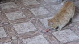 Смотреть Рыжий кот с сосиской