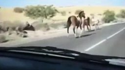 Смотреть Конь против автомобиля