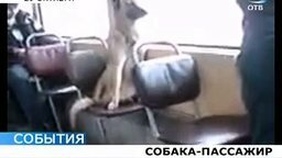 Смотреть Собака-пассажир