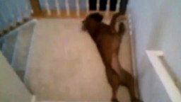 Собачий слайд по лестнице