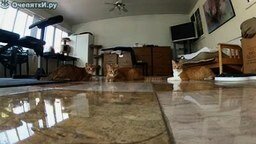 Смотреть Кошки против лазера