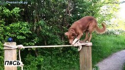 Смотреть Собачье равновесие