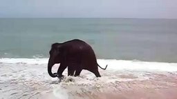 Смотреть Слонёнок играет с верёвкой