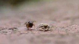 Смотреть Паук против муравья