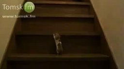Смотреть Хомяк на лестнице