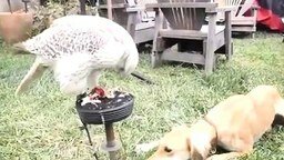 Смотреть Сокол кормит собаку
