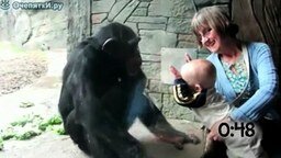 Смотреть Животные против детей в зоопарке