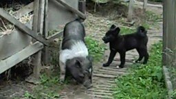 Смотреть Резвый щенок против свиньи
