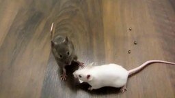 Смотреть Умненькие мышки