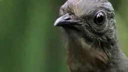 Смотреть Эта птица - живой магнитофон