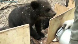 Смотреть Как кормят медвежат