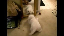 Смотреть Безумный пёсик против зеркала