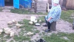Смотреть Бабушка из деревни строит уток