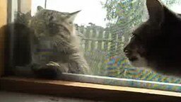 Смотреть Два кота беседуют