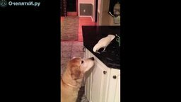 Смотреть Добрый попугай кормит другана