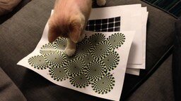 Смотреть Реакция котёнка на иллюзию